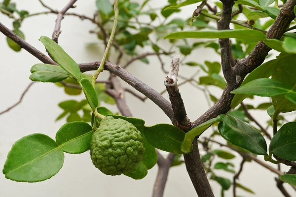 Leech lime or Bergamot fruits on tree — Stock Photo, Image