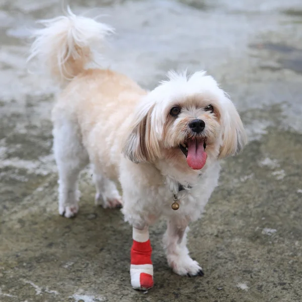 Portrait of Injured Shih Tzu wrapped by red bandage — Stock Photo, Image