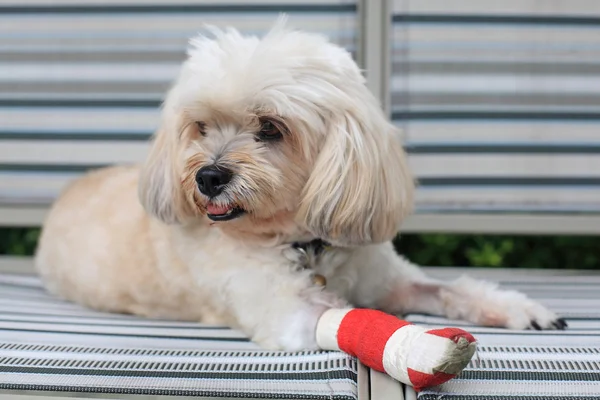 Injured Shih Tzu with red bandage — Stock Photo, Image