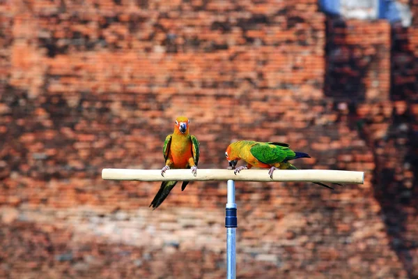 Twee zon papegaaiachtigen papegaai vogels — Stockfoto