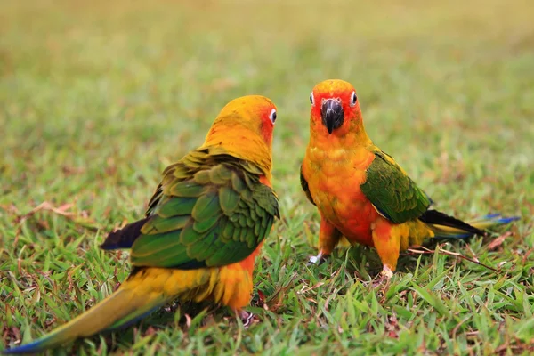 Sun Conure pássaros papagaio juntos — Fotografia de Stock