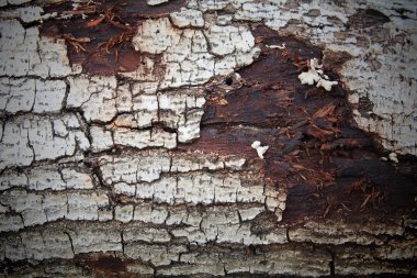 kırık kabuk dokusu