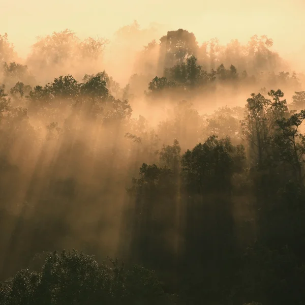 Sonnenlicht durchdringt Bäume — Stockfoto