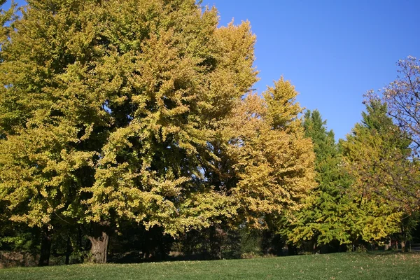 Autumn at Chicago park — Stock Photo, Image