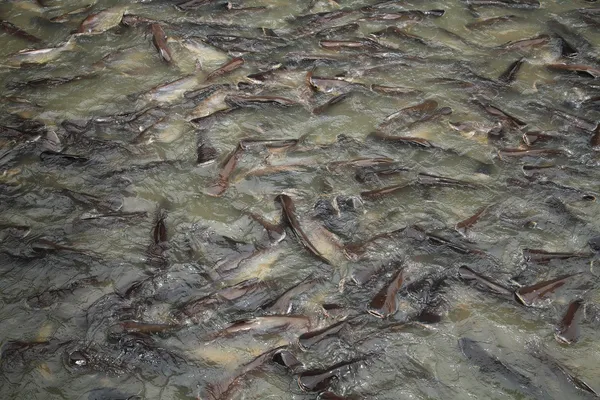 Группа акул-сомов на пруду — стоковое фото