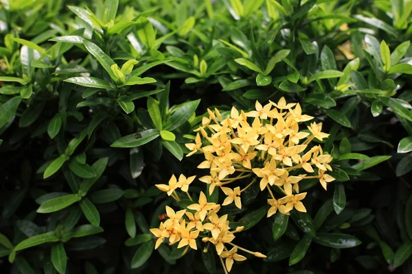 Yellow Ixora — Stock Photo, Image