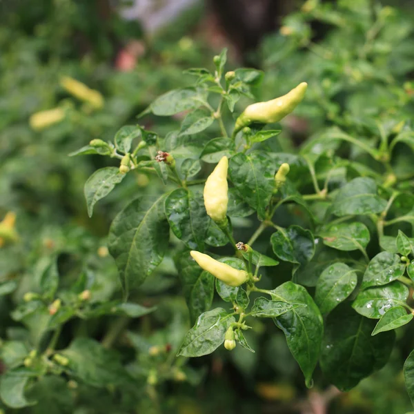 Fattoria peperoncino — Foto Stock