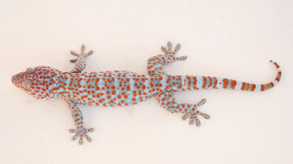 Gekko o gecko — Foto de Stock