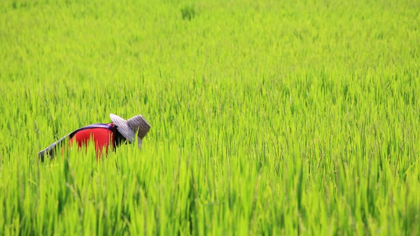 Thaise boer plukken oogst rijst — Stockfoto