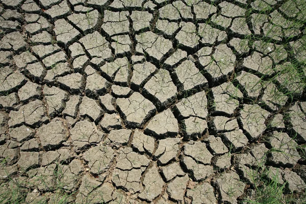 Cracked earth with survived grass — Stock Photo, Image