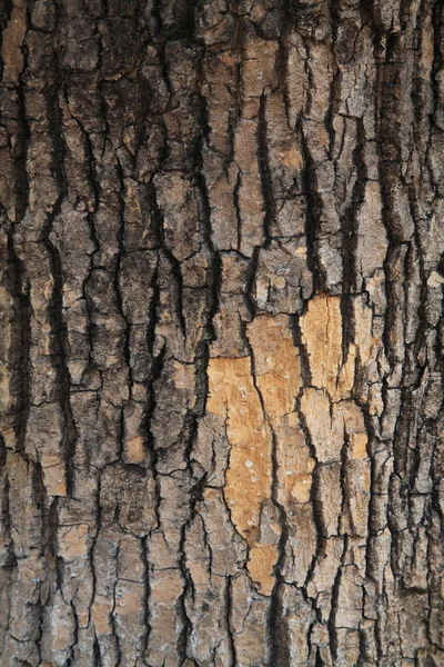 Texture d'écorce d'arbre fissurée — Photo