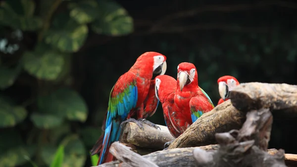 Besättningen av röd Ara papegojor — Stockfoto