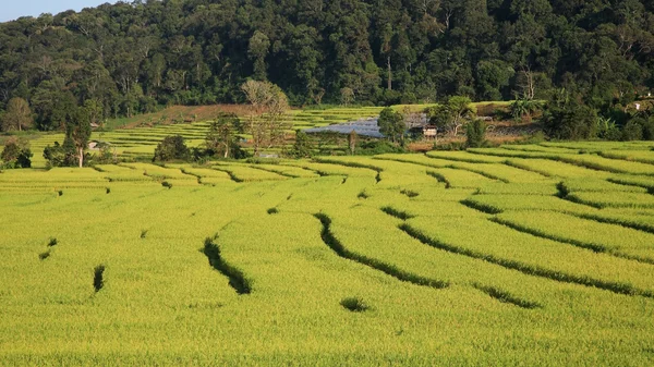 Terraced ripe Rice Field in Chiang mai — Stock Photo, Image