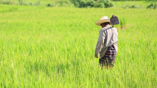 Gammal bonde håller spade risfält — Stockfoto