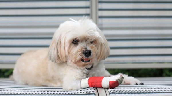 Shih tzu gewikkeld door rode verband — Stockfoto