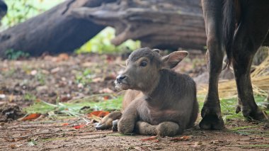 buzağı üzerinde kir rahatlatıcı 