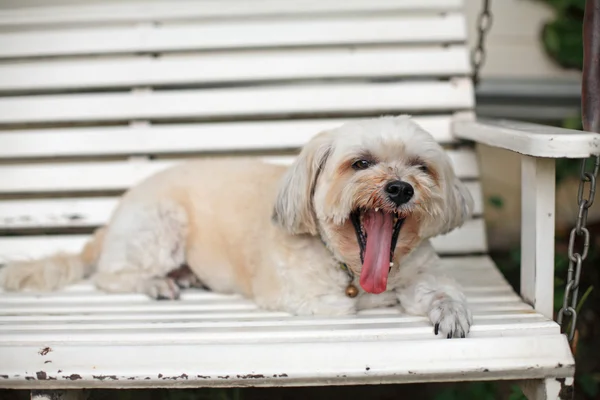 Shih Tzu dog yawning — Stock Photo, Image