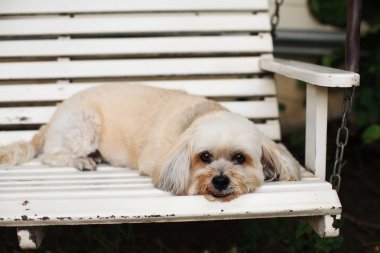 Shih tzu puppy yalan ve dinlenme
