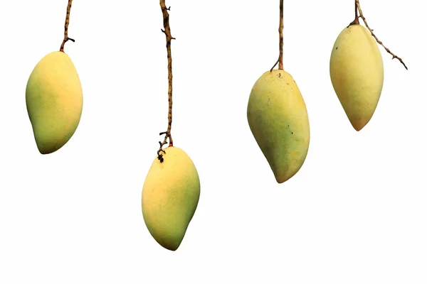 Rijp geel mango's met hangende takje geïsoleerd — Stockfoto