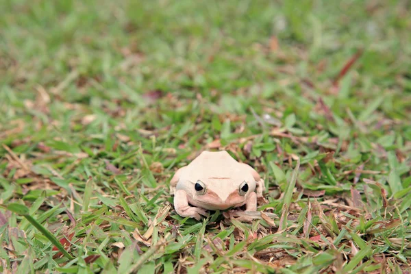 푸른 잔디에 앉아 화이트 트리 개구리 — 스톡 사진