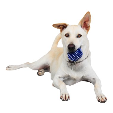 Labrador retriever üzerinde beyaz izole mavi topu tutan