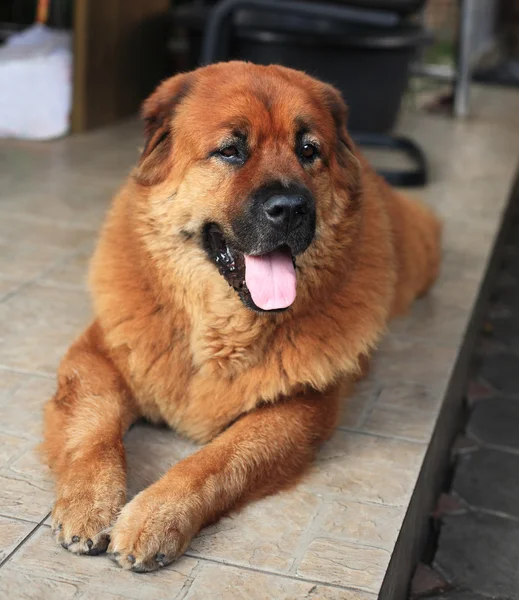 Mandíbula mistura raça cão — Fotografia de Stock