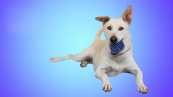 Labrador retriever dog holding blue ball isolated