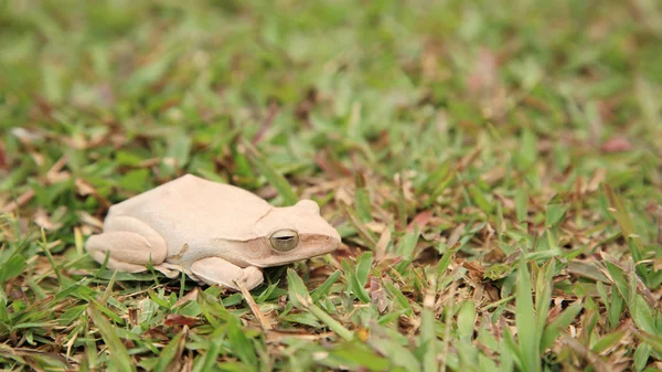 Rana arbórea blanca en campo de hierba verde — Foto de Stock