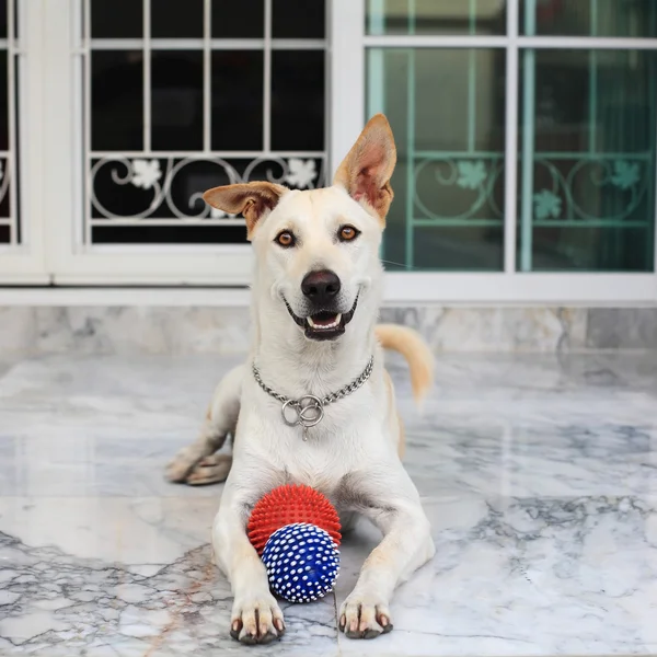 Labrador blanda hund stirrar och spela bollar — Stockfoto