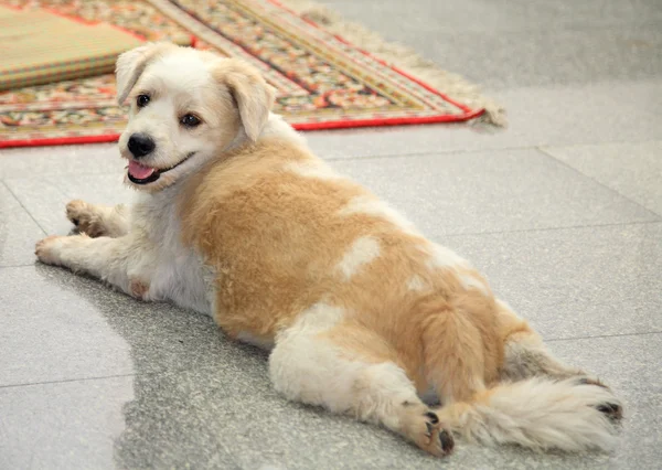 Havanese köpek bakıyor ve rahatlatıcı — Stok fotoğraf
