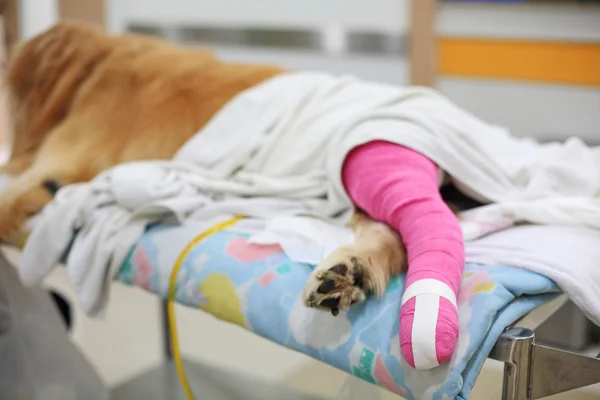 Золотистый ретривер с розовой повязкой после ветеринарной операции — стоковое фото