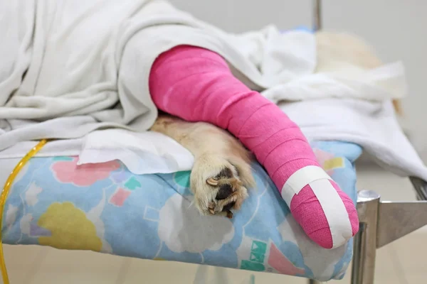 Bandage rose couvrant Golden retriever jambe arrière — Photo