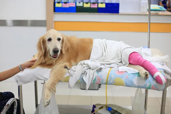 Injured Golden retriever with pink bandage on wheelchair after S — Stock Photo, Image