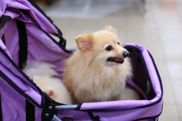 Small pomeranian dog on the stroller — Stock Photo, Image