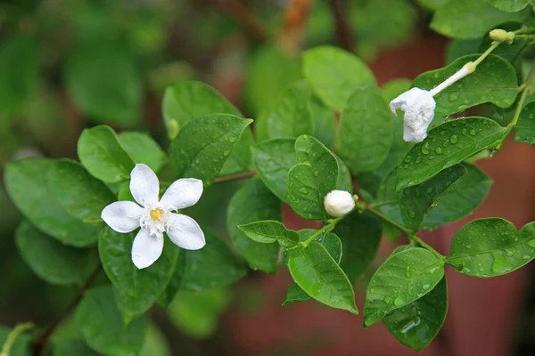 Vit jasmin blomma med regndroppar — Stockfoto