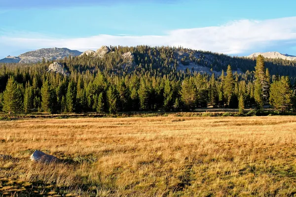 Weide in yosemite national park — Stockfoto