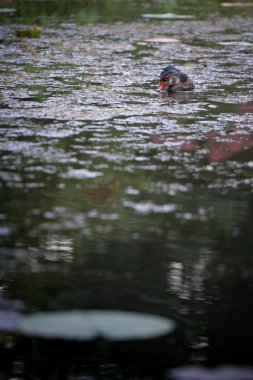 Lotus Gölde yüzen ördek