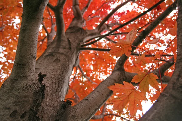 Красные японские листья клена на дереве — стоковое фото