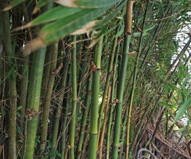 Bambu Bahçe ve bulanık rüzgâr yaprakları