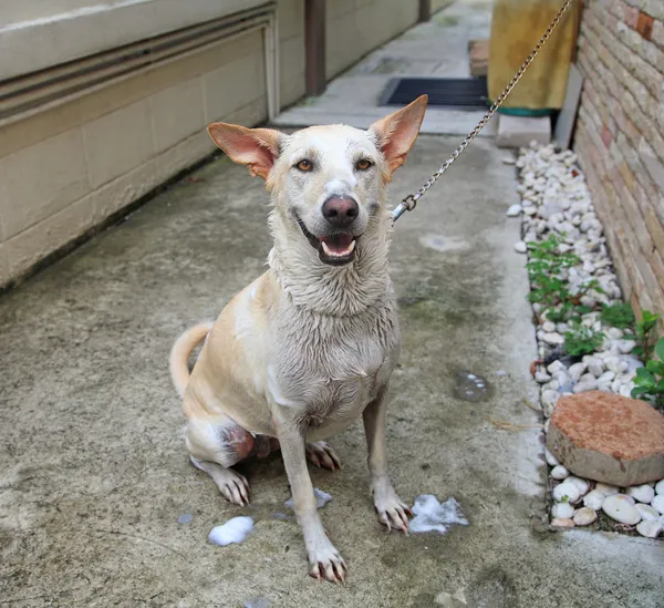Banyo zamanı için mutlu köpek — Stok fotoğraf