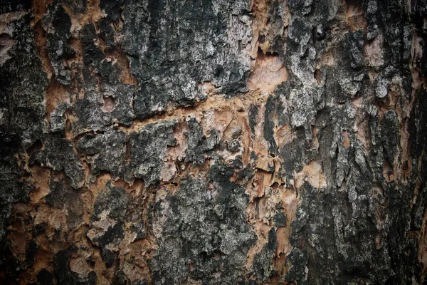 Υφή του φλοιού δέντρων ηλικίας — Φωτογραφία Αρχείου