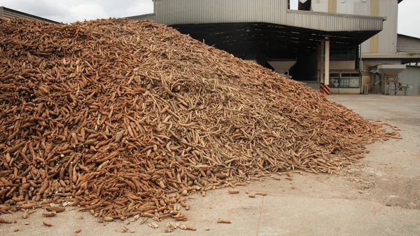 Cassava prepared at tapioca flour factory — Stock Photo, Image