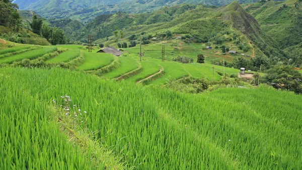 Terraced rice fields in Sapa — Stock Photo, Image