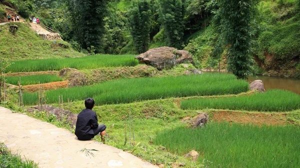 Маленький ребенок сидит рядом с террасой рисового поля — стоковое фото