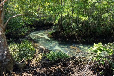 Tha Pom Khlong Song Nam 'ın doğal görüntüsü, Tayland, Krabi' deki iki su kanalı. Tayland 'ın güneyinde güzel bir mangrov ormanı ve bataklık. Covid-19 kilitlendikten sonra ünlü seyahat hedefi.