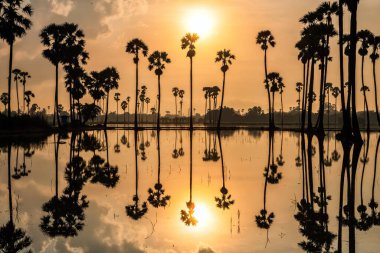 Siluet şeker palmiye ağacı çiftliği ve güneş doğarken su birikintisi üzerinde doğal yansıması olan çiftçi kulübesi Dongtan Samkok, Pathum Thani Eyaleti, Tayland. Sıcak ülkenin ünlü seyahat yeri, Siyam.