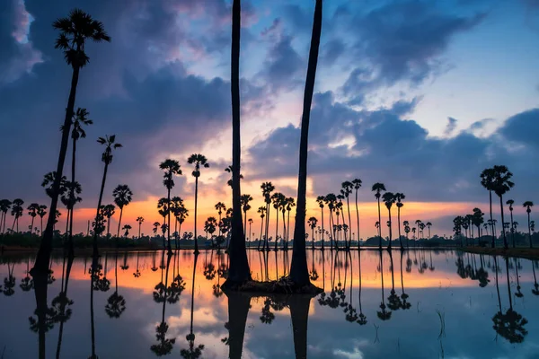 Birikintisine Yansıyan Silüet Şeker Palmiye Ağaçları Şafak Vakti Alacakaranlık Gökyüzü — Stok fotoğraf