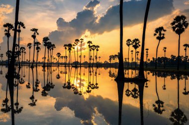Siluet şeker palmiye ağaçları, sarı ışık ve bulutların yansıması güneş doğarken, Dongtan Sam Khok, Pathum Thani Eyaleti, Tayland. Siyam 'da ünlü seyahat yeri ya da fotoğraf tarihi.
