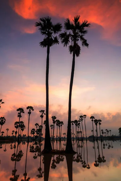 Silüet Şeker Palmiye Ağaçlarının Dikey Manzarası Şafak Vakti Gökyüzü Şafak — Stok fotoğraf