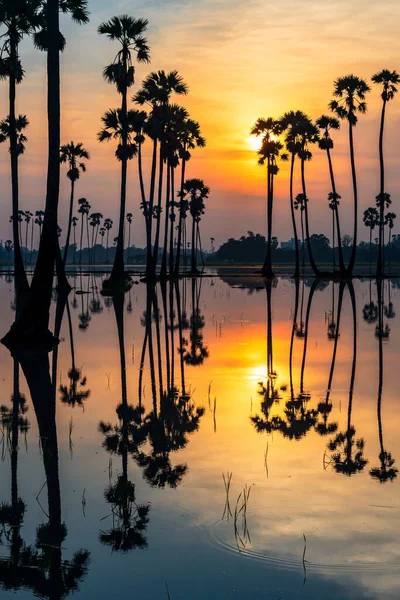 Güneş Doğarken Ufuk Çizgisi Yansıması Olan Şeker Palmiye Ağaçlarının Dikey — Stok fotoğraf